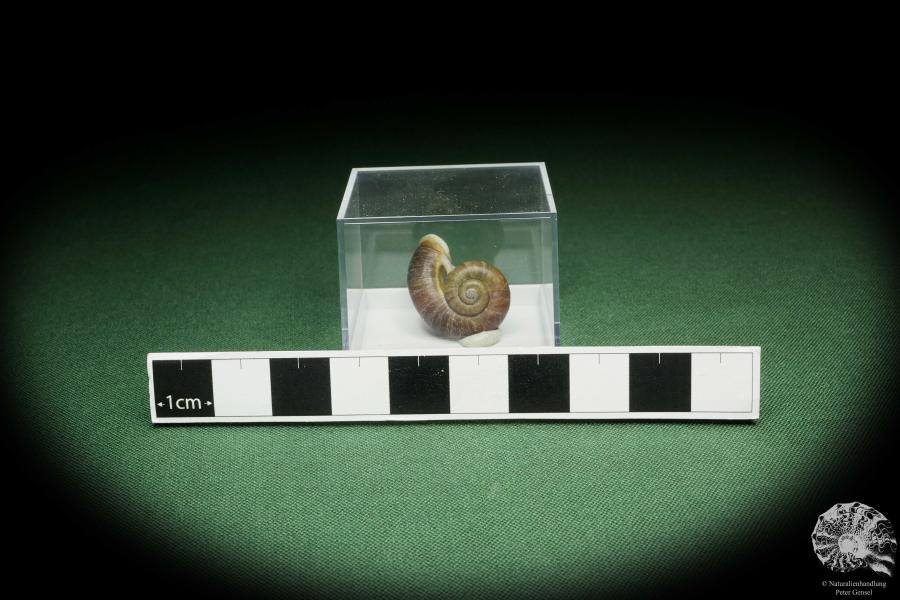 Rhiostoma hainesi (14461) a snail from Southern Thailand | Conchylia | Snails