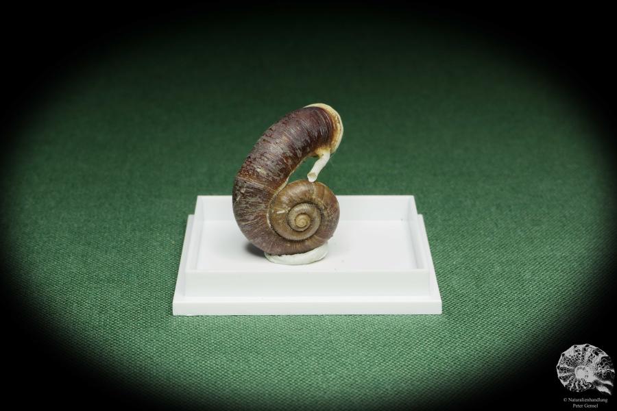 Rhiostoma hainesi (14465) eine Schnecke aus Südthailand | Conchylien | Schnecken