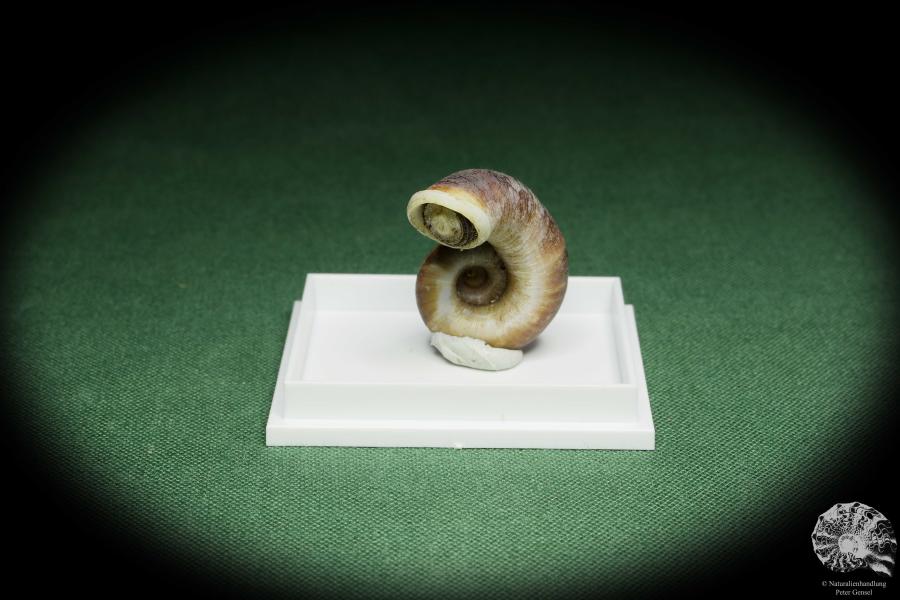 Rhiostoma hainesi (14465) eine Schnecke aus Südthailand | Conchylien | Schnecken