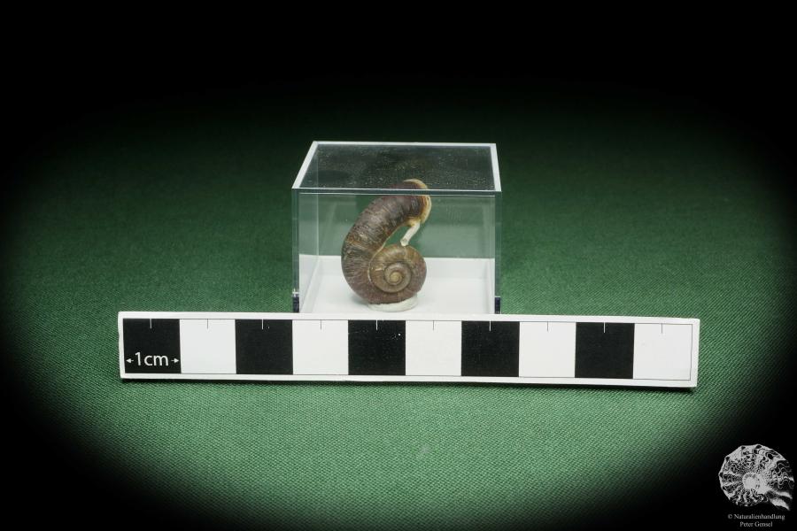 Rhiostoma hainesi (14465) eine Schnecke aus Südthailand | Conchylien | Schnecken