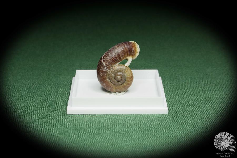 Rhiostoma hainesi (14466) eine Schnecke aus Südthailand | Conchylien | Schnecken