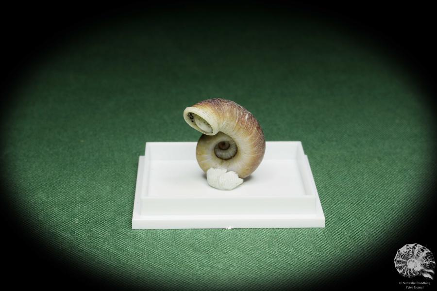 Rhiostoma hainesi (14466) eine Schnecke aus Südthailand | Conchylien | Schnecken