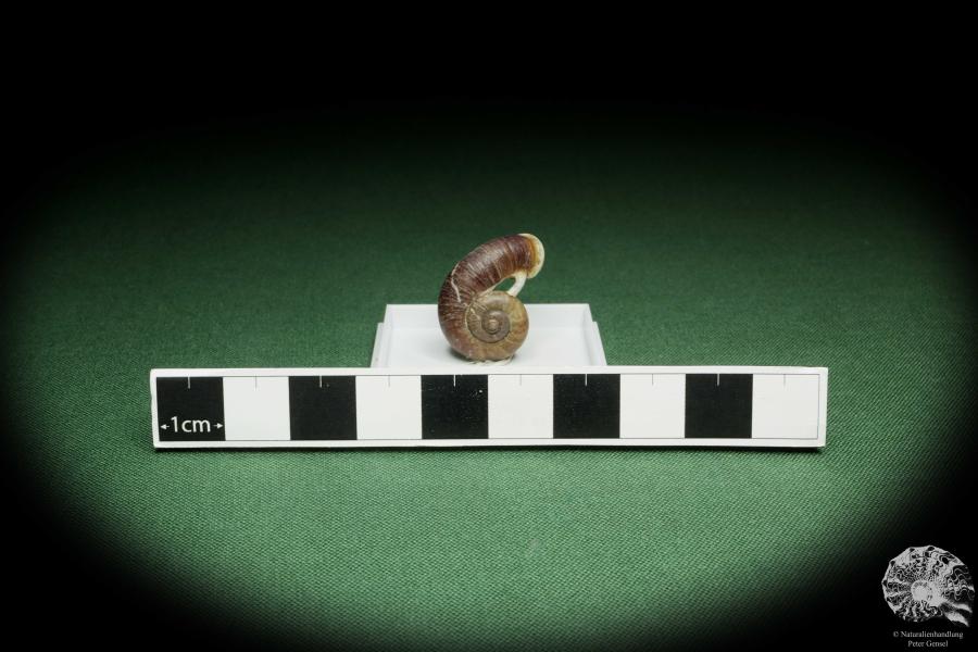 Rhiostoma hainesi (14466) a snail from Southern Thailand | Conchylia | Snails