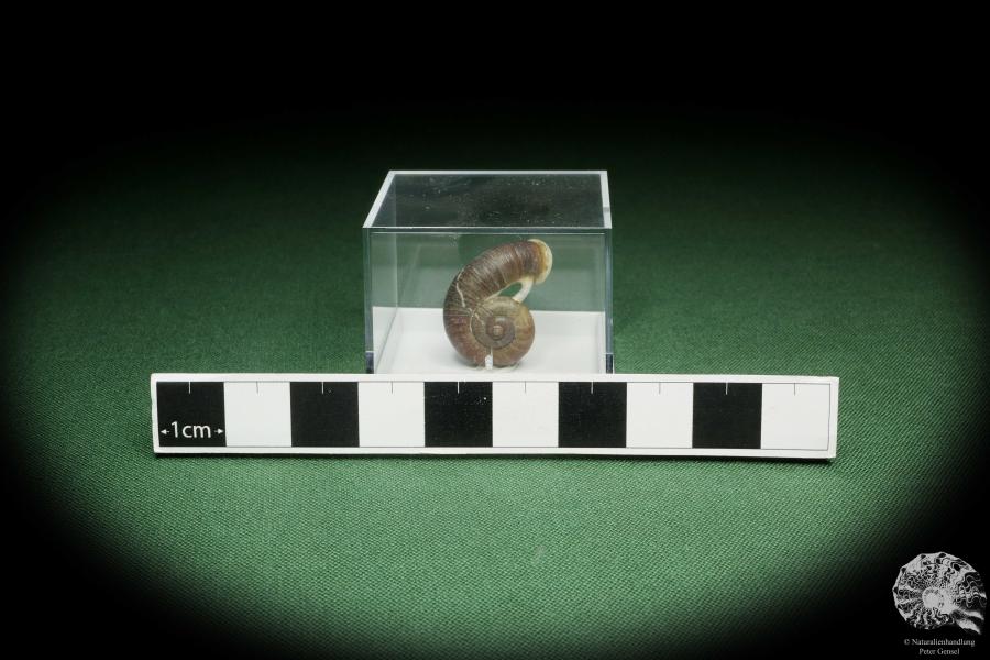 Rhiostoma hainesi (14466) eine Schnecke aus Südthailand | Conchylien | Schnecken