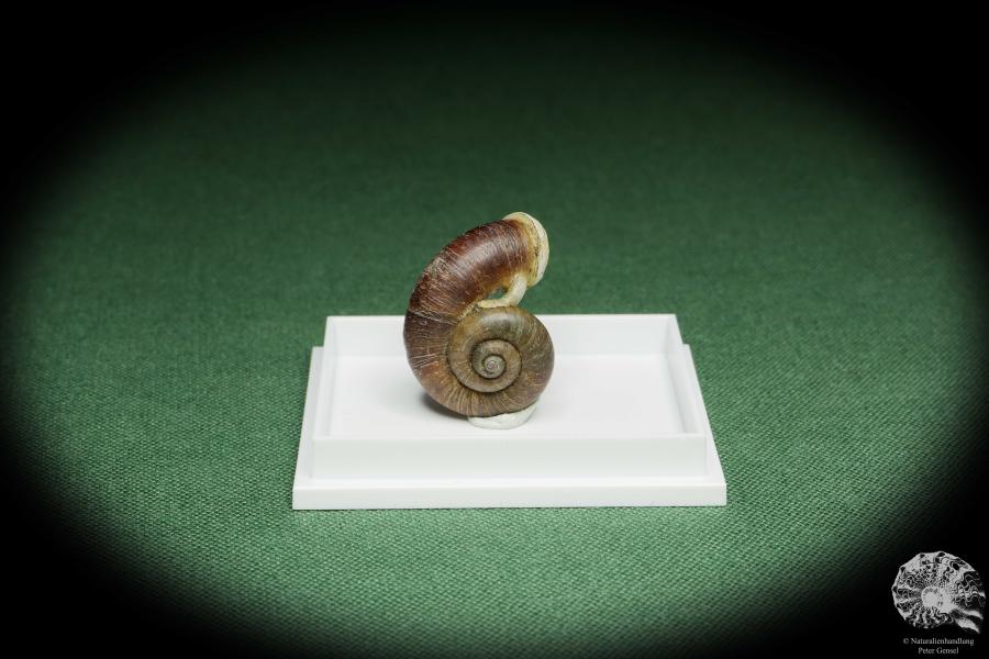 Rhiostoma hainesi (14468) eine Schnecke aus Südthailand | Conchylien | Schnecken