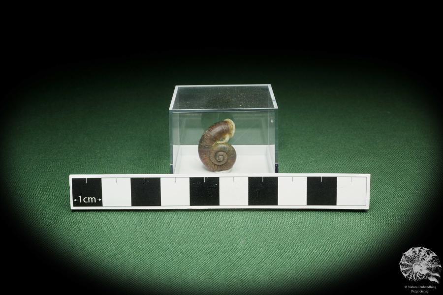 Rhiostoma hainesi (14468) eine Schnecke aus Südthailand | Conchylien | Schnecken