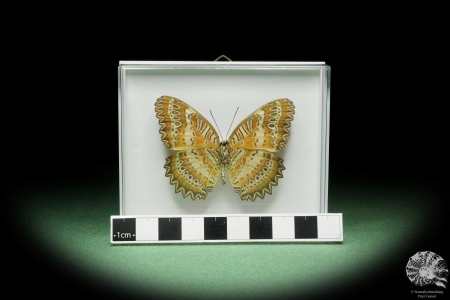 Cethosia biblis (14481) ein Schmetterling aus Südostasien | Präparate | Schmetterlinge