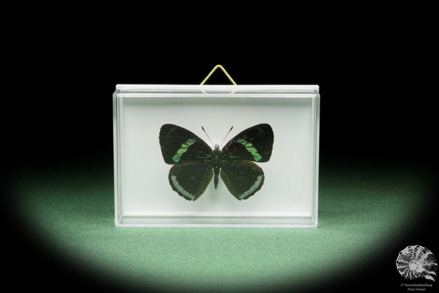 Diaethria eluina lidwina (14508) a butterfly from South America | Taxidermy | Butterflies