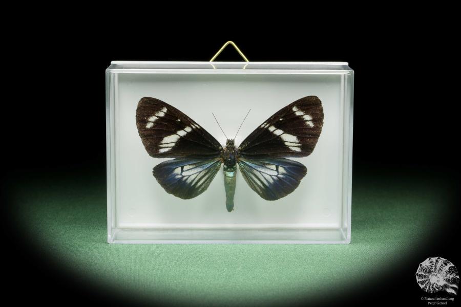 Hypocrita plagifera (14510) a butterfly from South America | Taxidermy | Butterflies