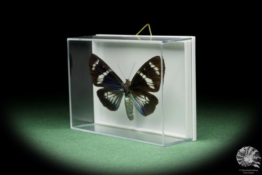 Hypocrita plagifera (14510) a butterfly from South America | Taxidermy | Butterflies