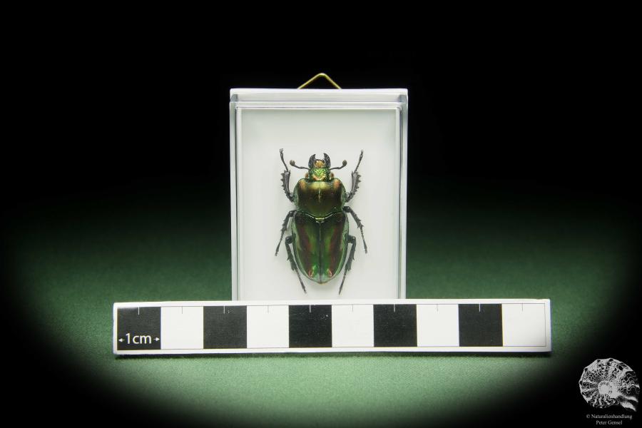 Phalacrognathus muelleri (14621) a beetle from Australia | Taxidermy | Beetles