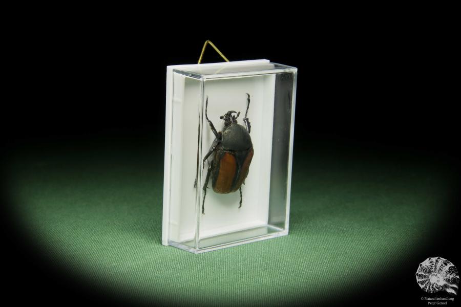 Dicellachilus woodi (14660) a beetle from East Africa | Taxidermy | Beetles