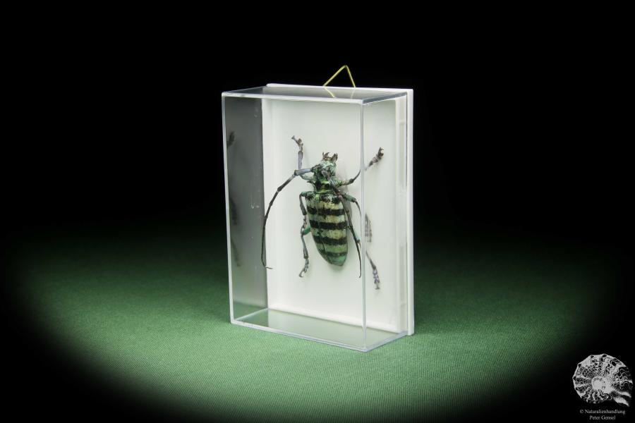 Anoplophora amoena (14700) a beetle from Indonesia | Taxidermy | Beetles