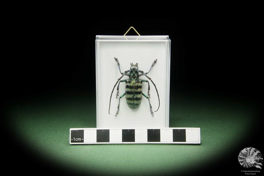 Anoplophora amoena (14700) a beetle from Indonesia | Taxidermy | Beetles