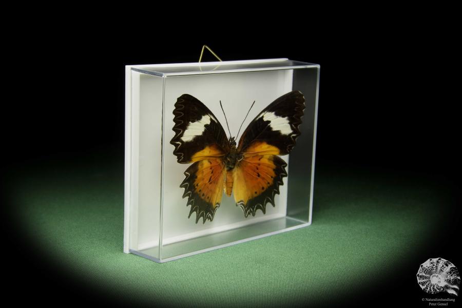 Cethosia cyane (14733) a butterfly from Southeast Asia | Taxidermy | Butterflies