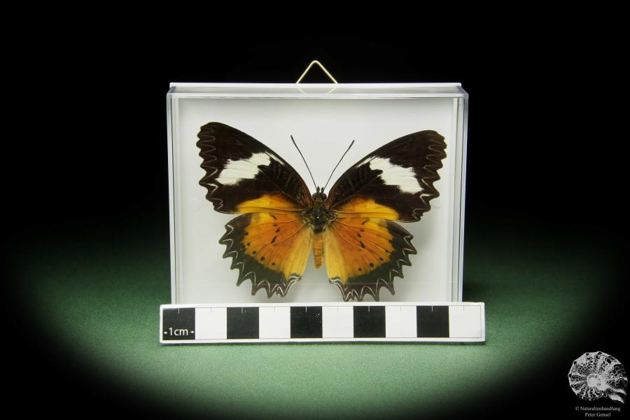 Cethosia cyane (14733) a butterfly from Southeast Asia | Taxidermy | Butterflies