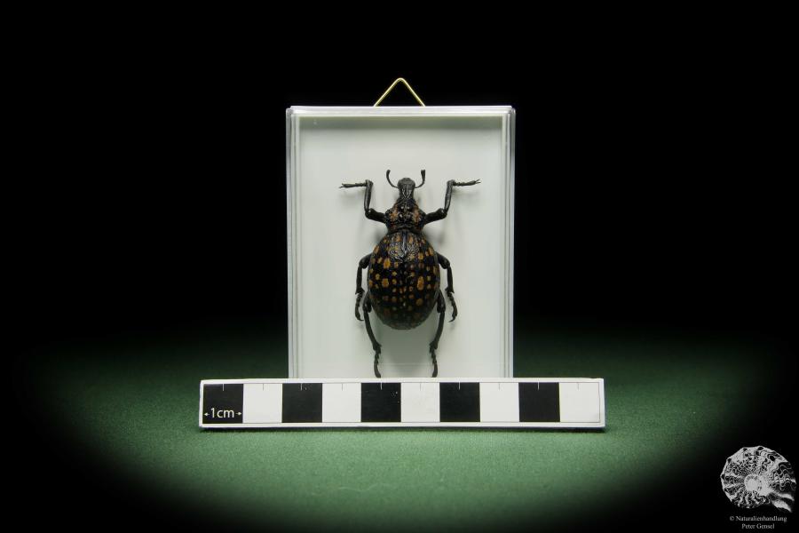 Brachycerus ornatus (14767) a beetle from Africa | Taxidermy | Beetles