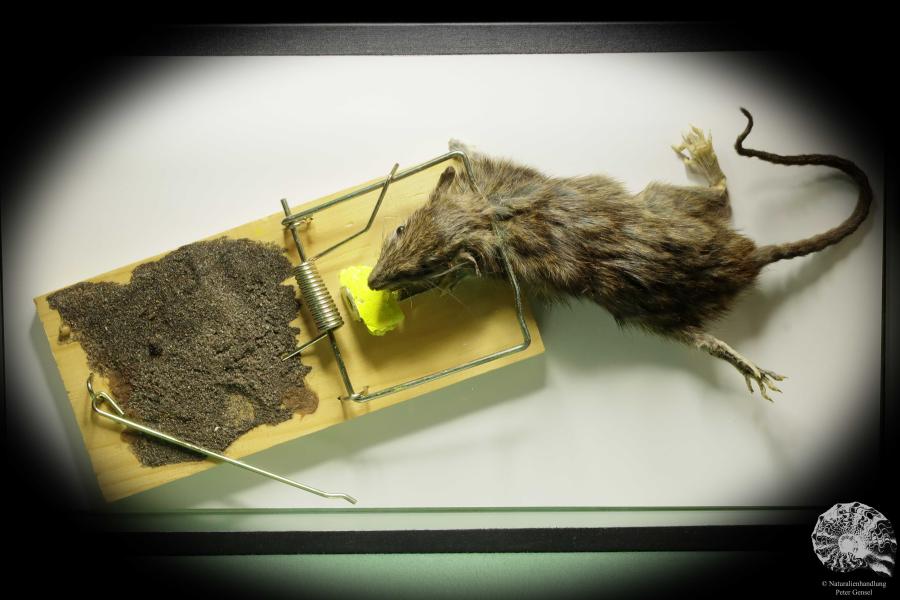 Rattus norvegicus (14837) ein Kleinsäuger aus Weltweit | Präparate | Fledermäuse & Kleinsäuger