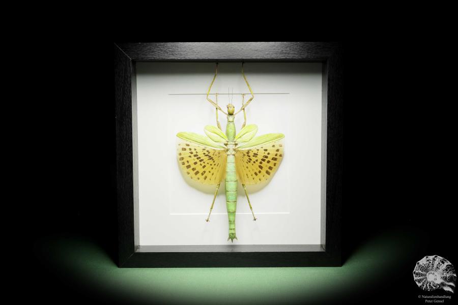 Paracyphocrania major (14838) a insect from Indonesia | Taxidermy | Other Insects