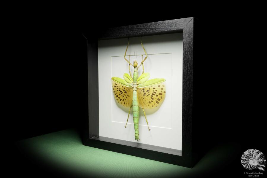 Paracyphocrania major (14838) a insect from Indonesia | Taxidermy | Other Insects