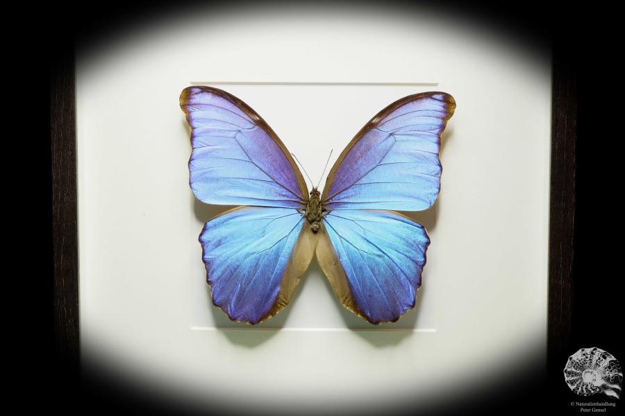 Morpho didius ein Schmetterling