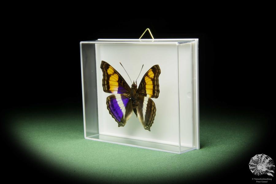 Doxocopa laure (14900) a butterfly from Central America | Taxidermy | Butterflies