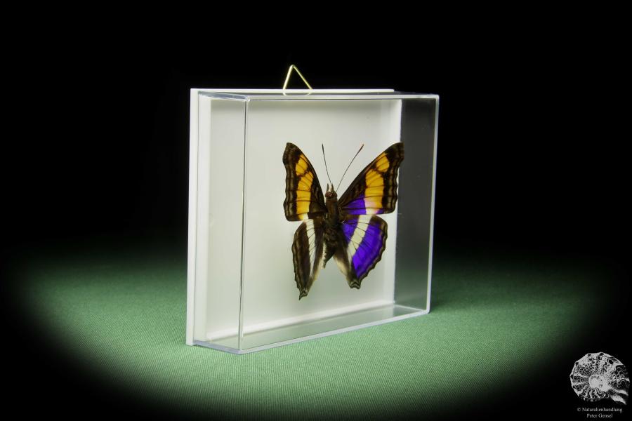 Doxocopa laure (14900) a butterfly from Central America | Taxidermy | Butterflies