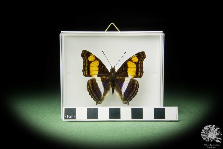 Doxocopa laure (14900) a butterfly from Central America | Taxidermy | Butterflies