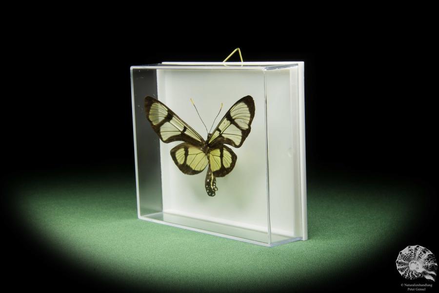 Thyridia psidii (14905) a butterfly from Central America | Taxidermy | Butterflies