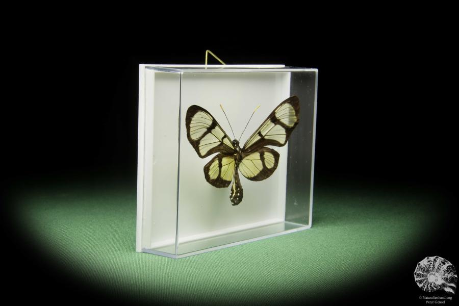 Thyridia psidii (14905) a butterfly from Central America | Taxidermy | Butterflies