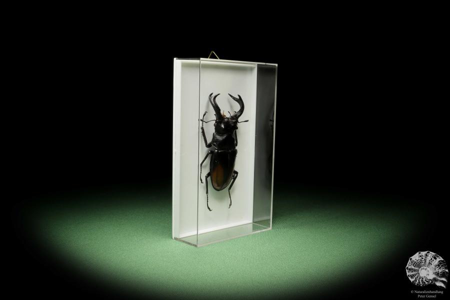 Hexarthrius parryi (14924) a beetle from Indonesia | Taxidermy | Beetles