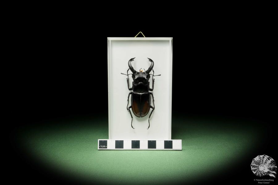 Hexarthrius parryi (14924) a beetle from Indonesia | Taxidermy | Beetles