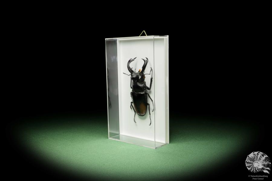 Hexarthrius parryi (14926) a beetle from Indonesia | Taxidermy | Beetles