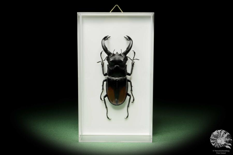 Hexarthrius parryi (14928) a beetle from Indonesia | Taxidermy | Beetles