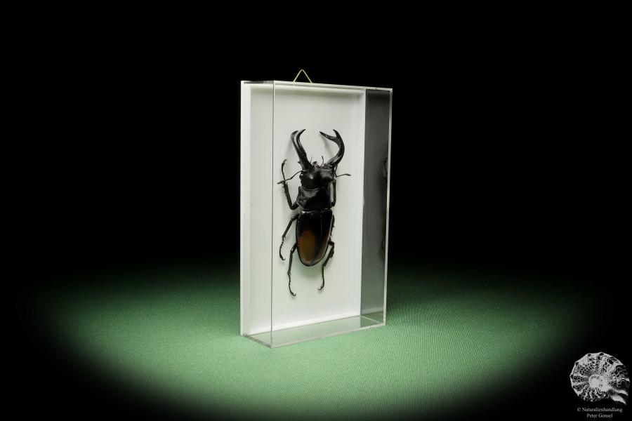 Hexarthrius parryi (14928) a beetle from Indonesia | Taxidermy | Beetles