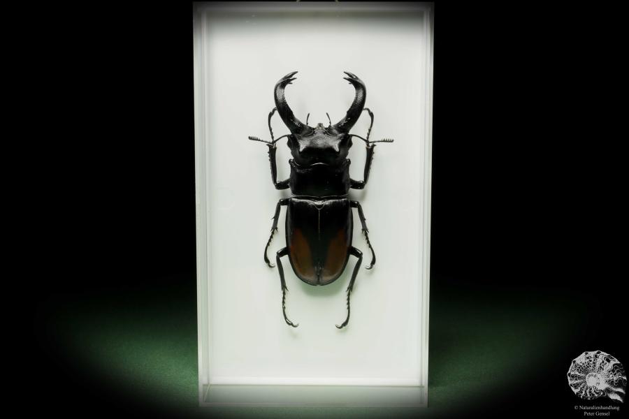 Hexarthrius parryi (14932) a beetle from Indonesia | Taxidermy | Beetles