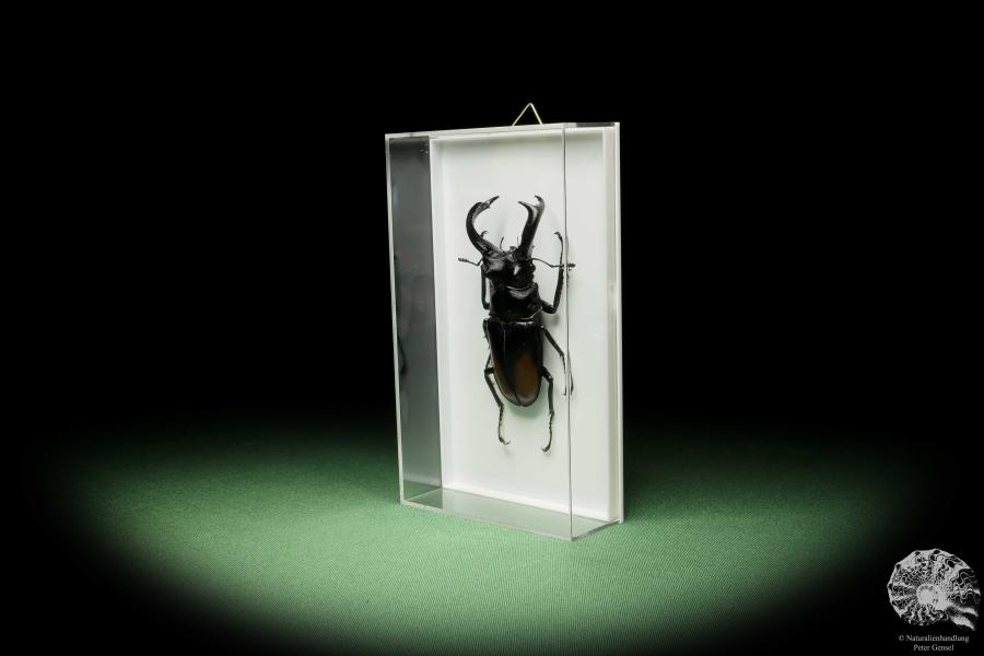 Hexarthrius parryi (14932) a beetle from Indonesia | Taxidermy | Beetles