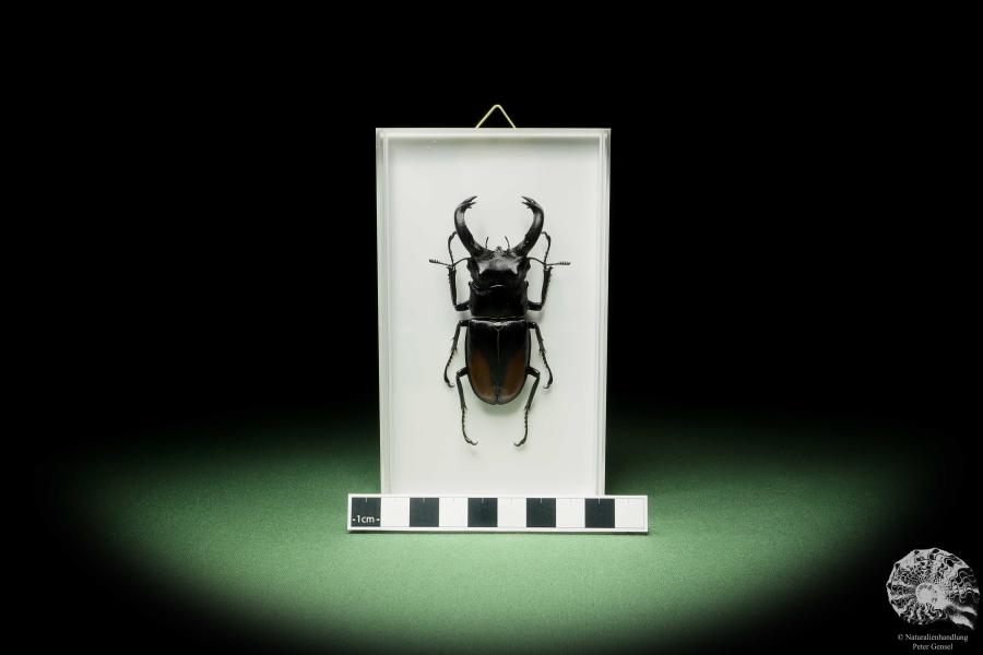 Hexarthrius parryi (14932) a beetle from Indonesia | Taxidermy | Beetles