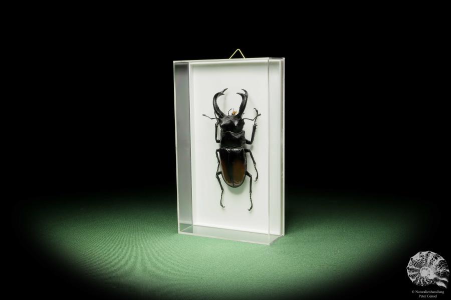 Hexarthrius parryi (14934) a beetle from Indonesia | Taxidermy | Beetles