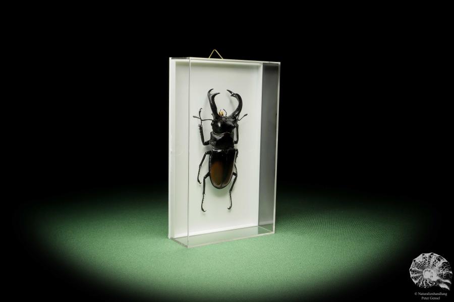 Hexarthrius parryi (14934) a beetle from Indonesia | Taxidermy | Beetles