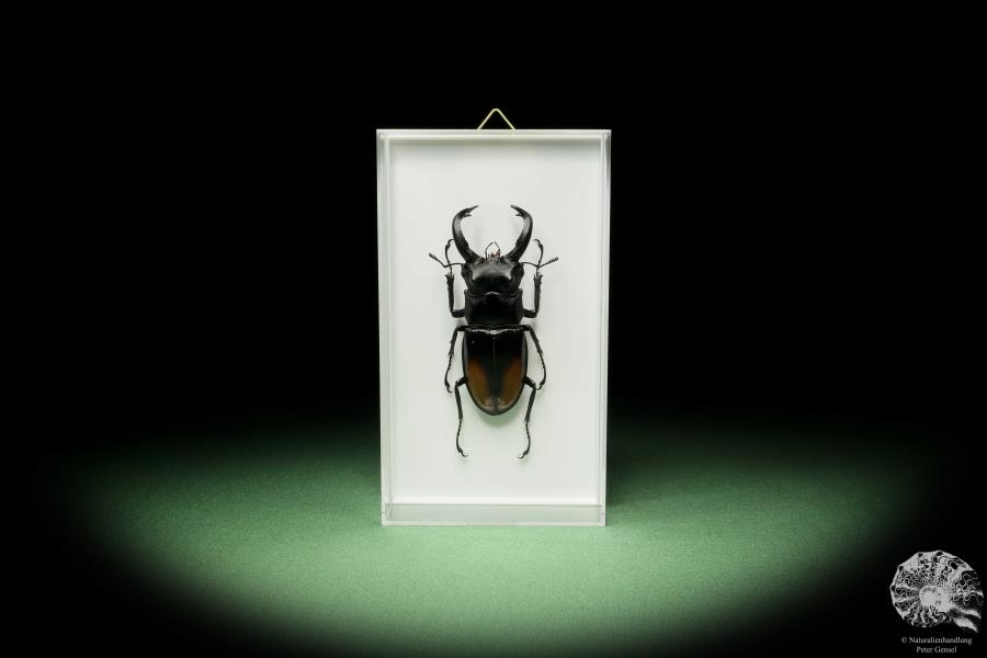 Hexarthrius parryi (14935) a beetle from Indonesia | Taxidermy | Beetles