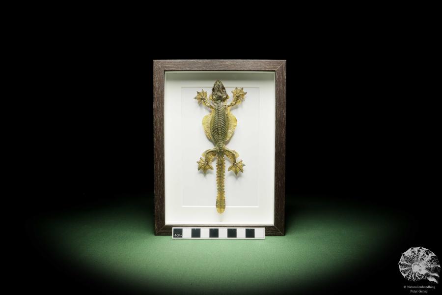 Gekko kuhli (14937) a reptile from Southeast Asia | Taxidermy | Reptiles & Amphibians