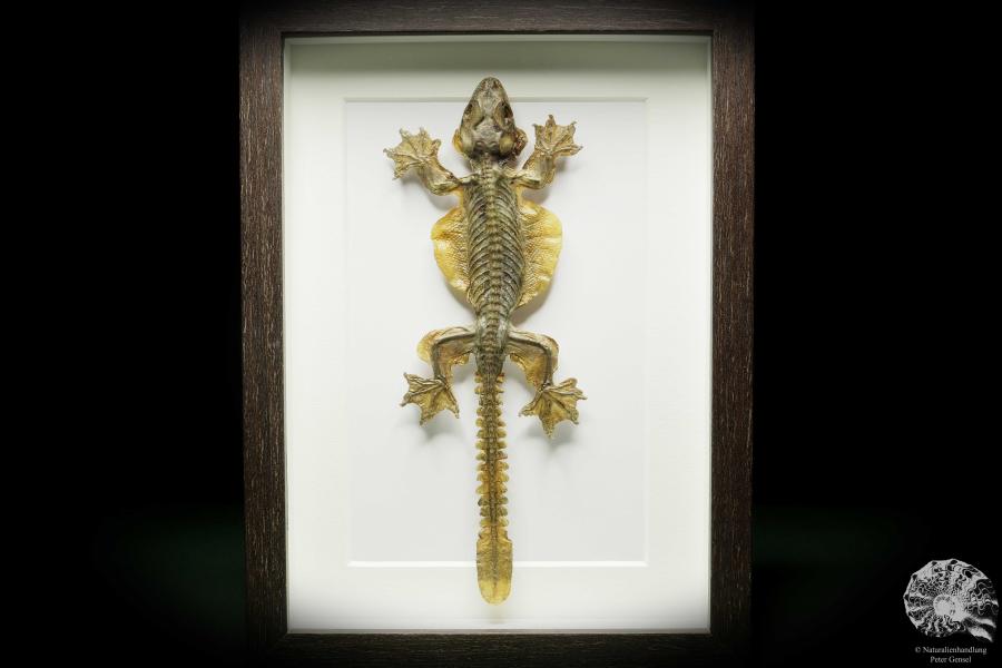 Gekko kuhli (14939) a reptile from Southeast Asia | Taxidermy | Reptiles & Amphibians