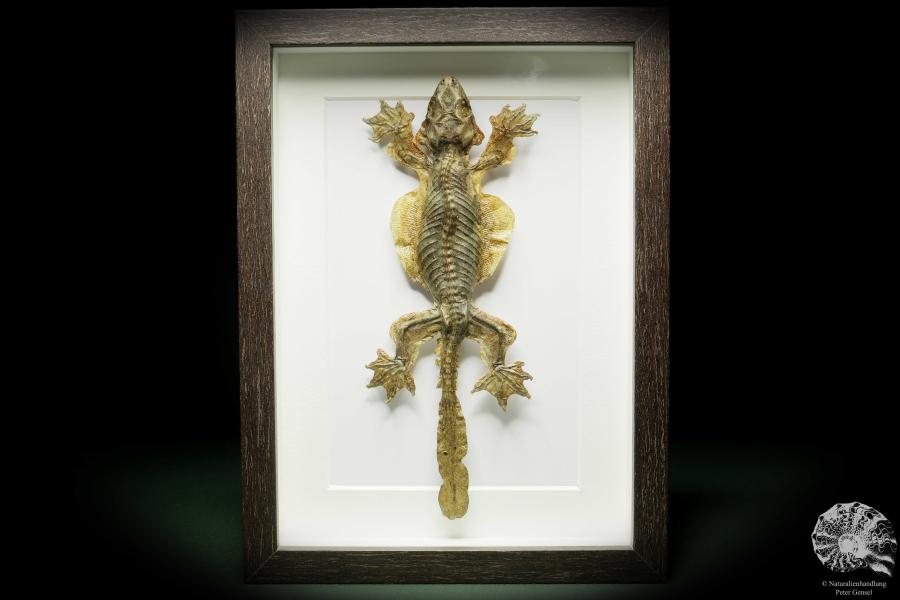 Gekko kuhli (14940) a reptile from Southeast Asia | Taxidermy | Reptiles & Amphibians