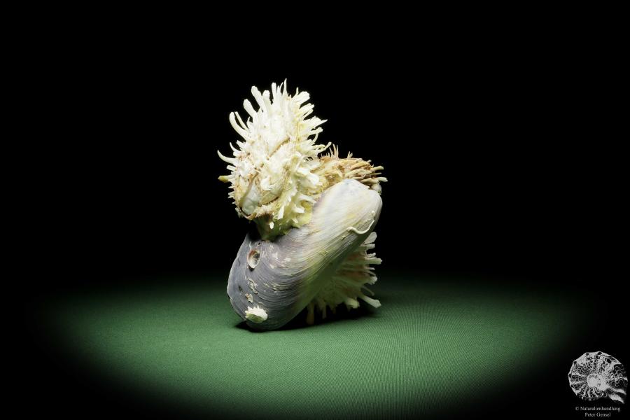 Spondylus variegatus on Modiolus philippinarum (14950) a shell from Philippines | Conchylia | Shells & Brachiopods