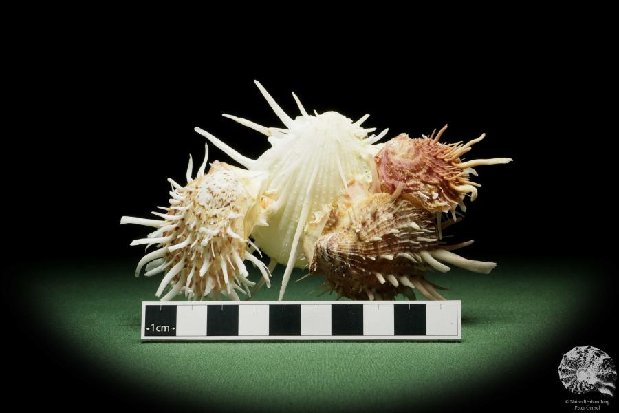 Spondylus variegatus & Spondylus imperialis (14954) a shell from Philippines | Conchylia | Shells & Brachiopods