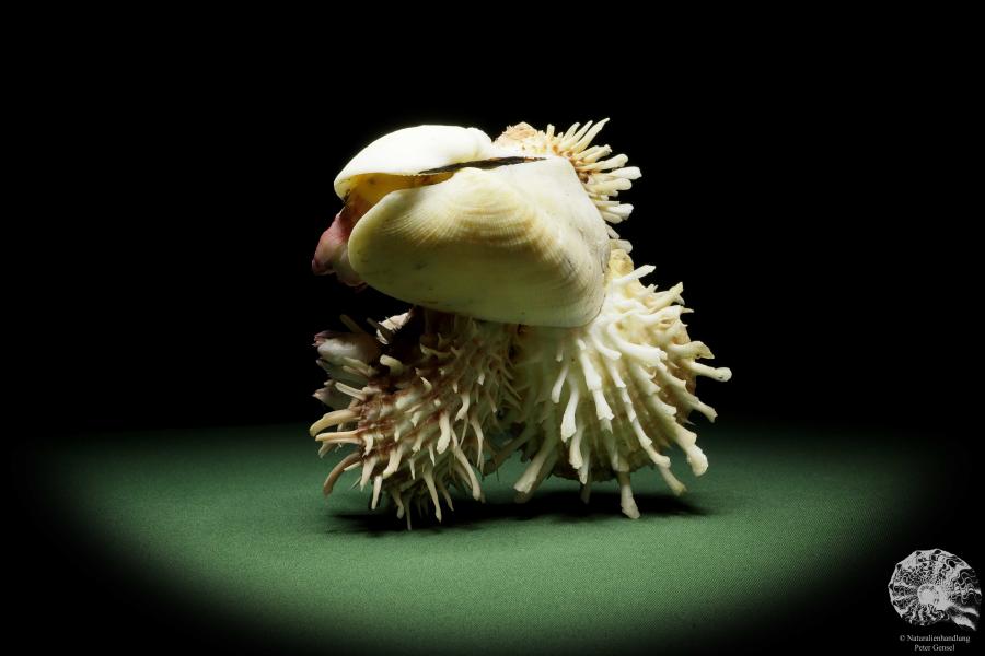 Spondylus variegatus & Balanus spec. on Modiolus philippinarum (14955) a shell from Philippines | Conchylia | Shells & Brachiopods