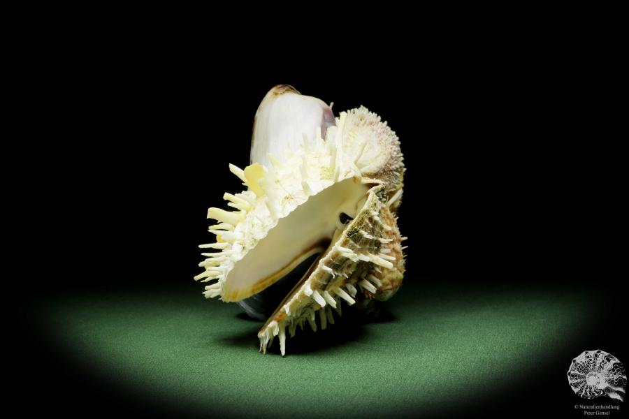 Spondylus variegatus auf Modiolus philippinarum a shell