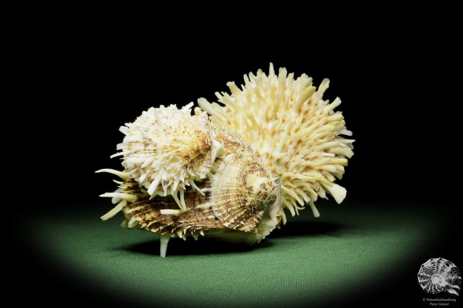 Spondylus variegatus (14958) a shell from Philippines | Conchylia | Shells & Brachiopods