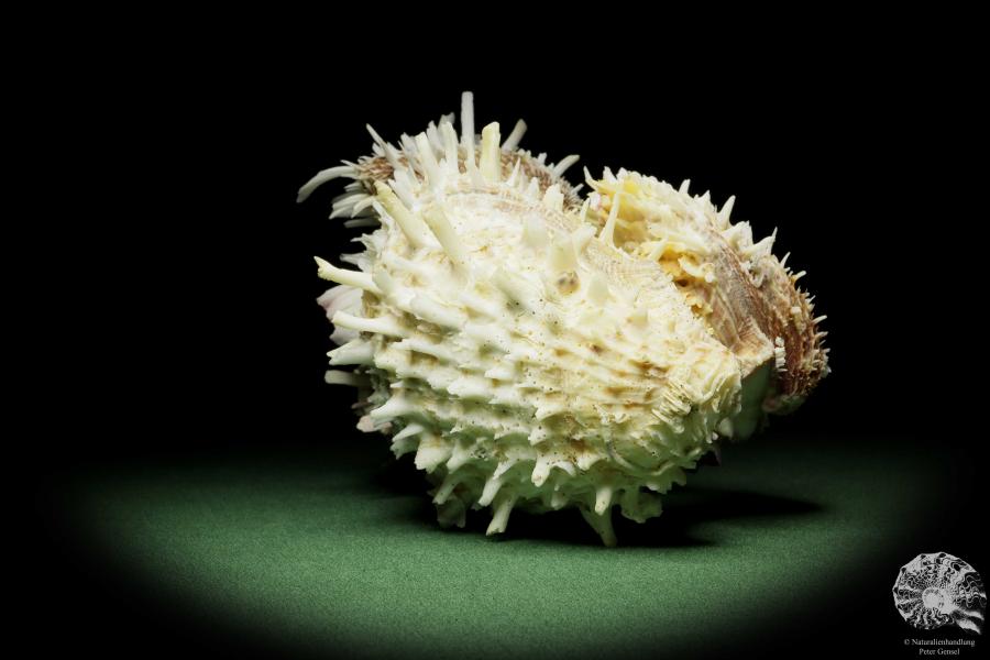 Spondylus variegatus & Balanus spec. (14959) a shell from Indo-Pacific | Conchylia | Shells & Brachiopods